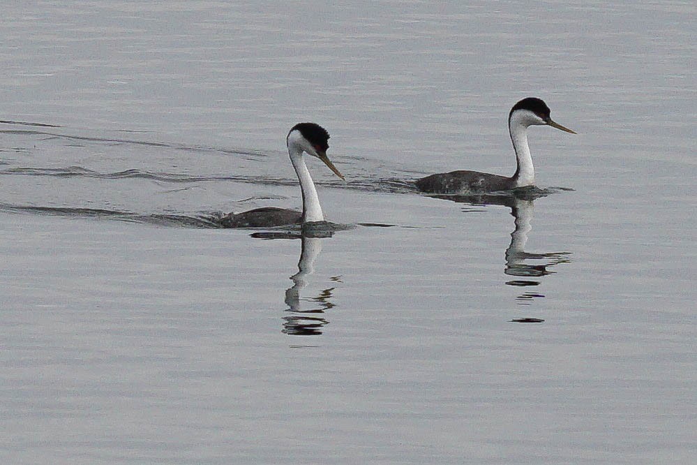 Western Grebe - ML143599601