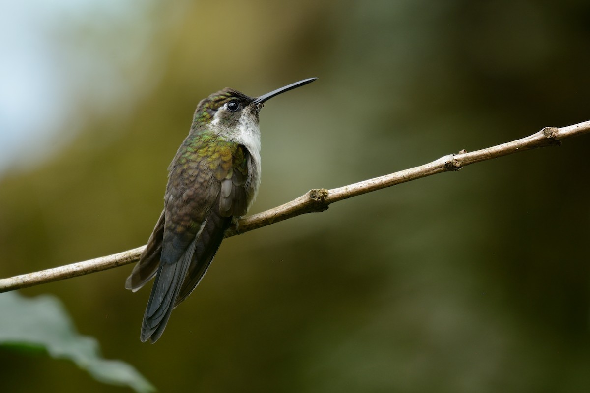 kolibřík salvadorský - ML143601441