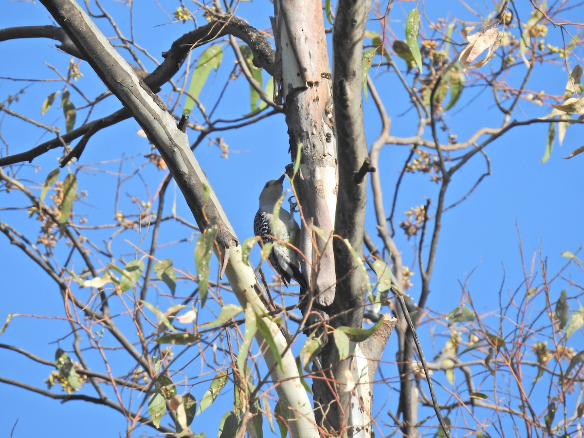 Golden-fronted Woodpecker - ML143602171