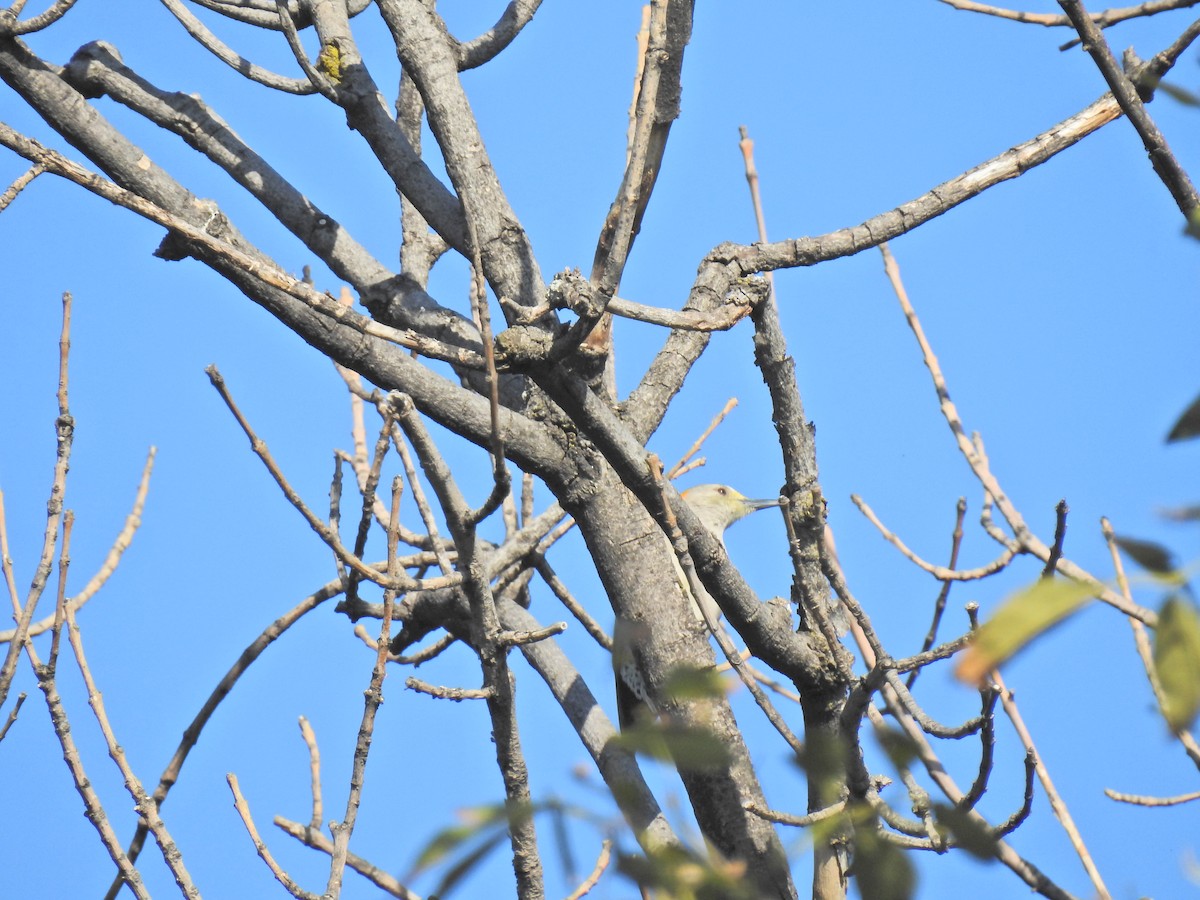 Golden-fronted Woodpecker - ML143602241