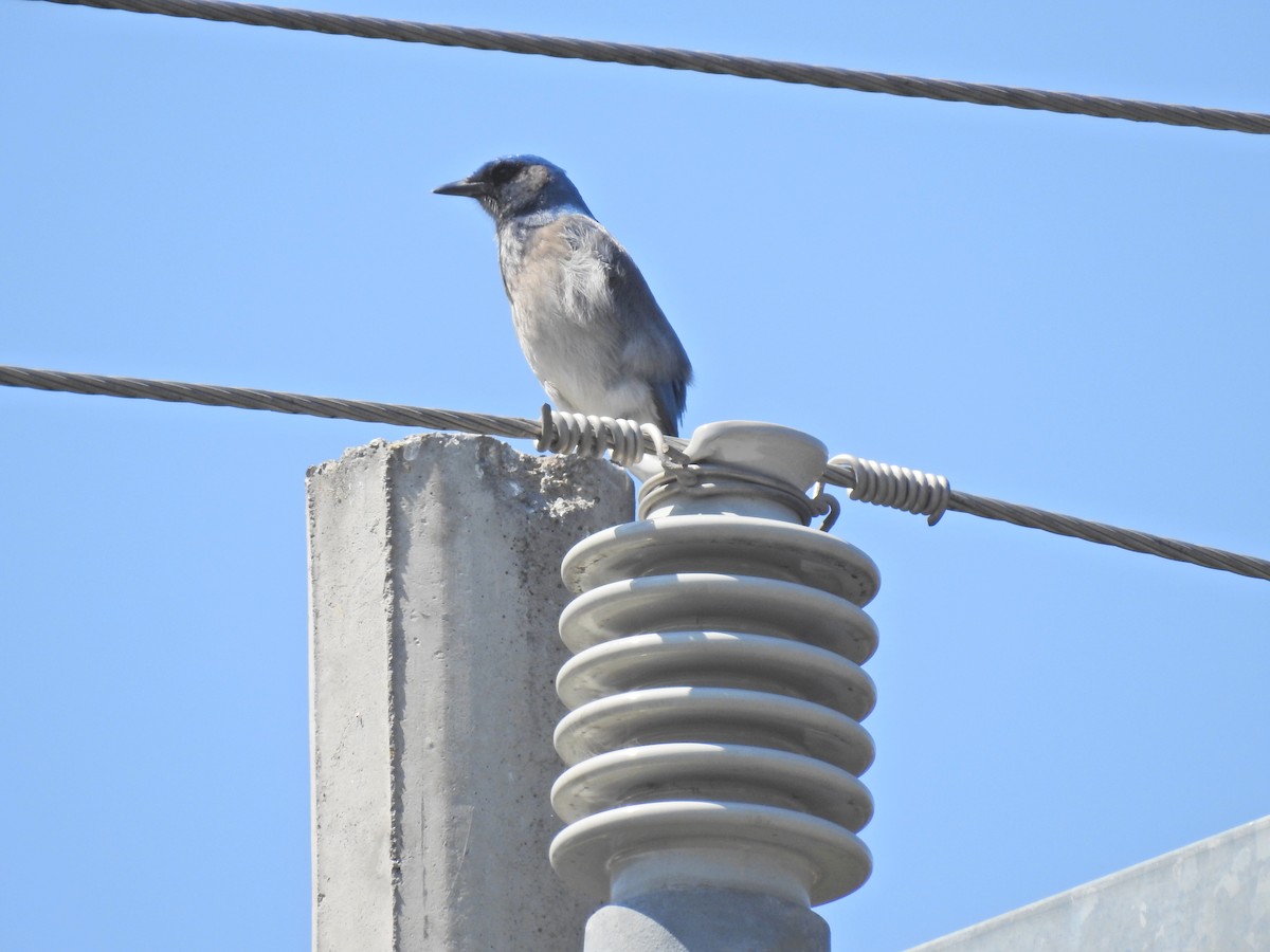 Woodhouse's Scrub-Jay (Sumichrast's) - Nicola Cendron