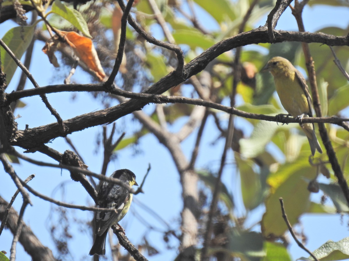 Lesser Goldfinch - ML143605491