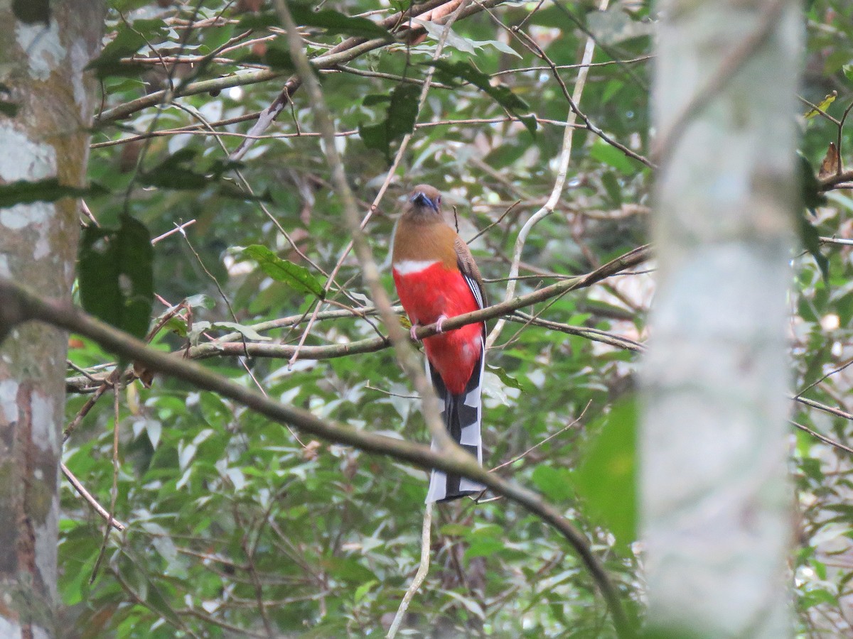 Red-headed Trogon - ML143611801