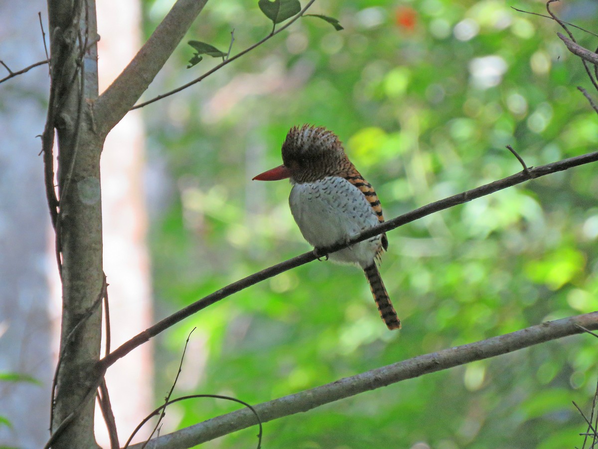 Banded Kingfisher - ML143611851