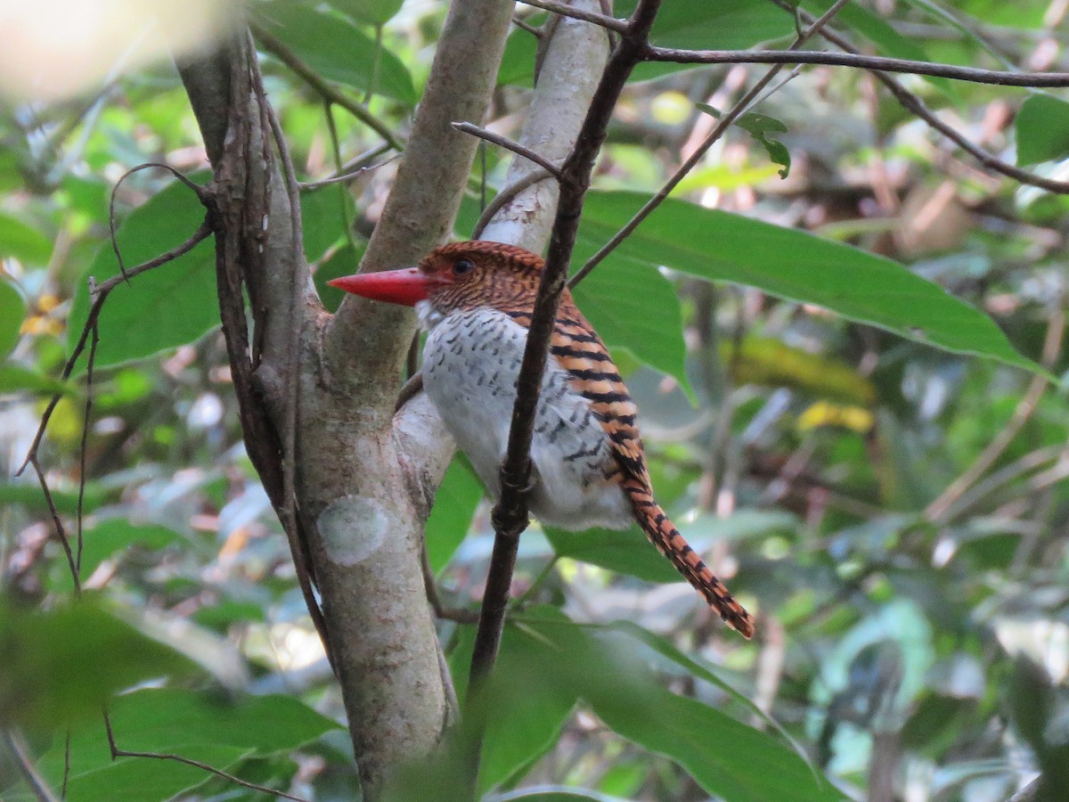 Banded Kingfisher - ML143611901