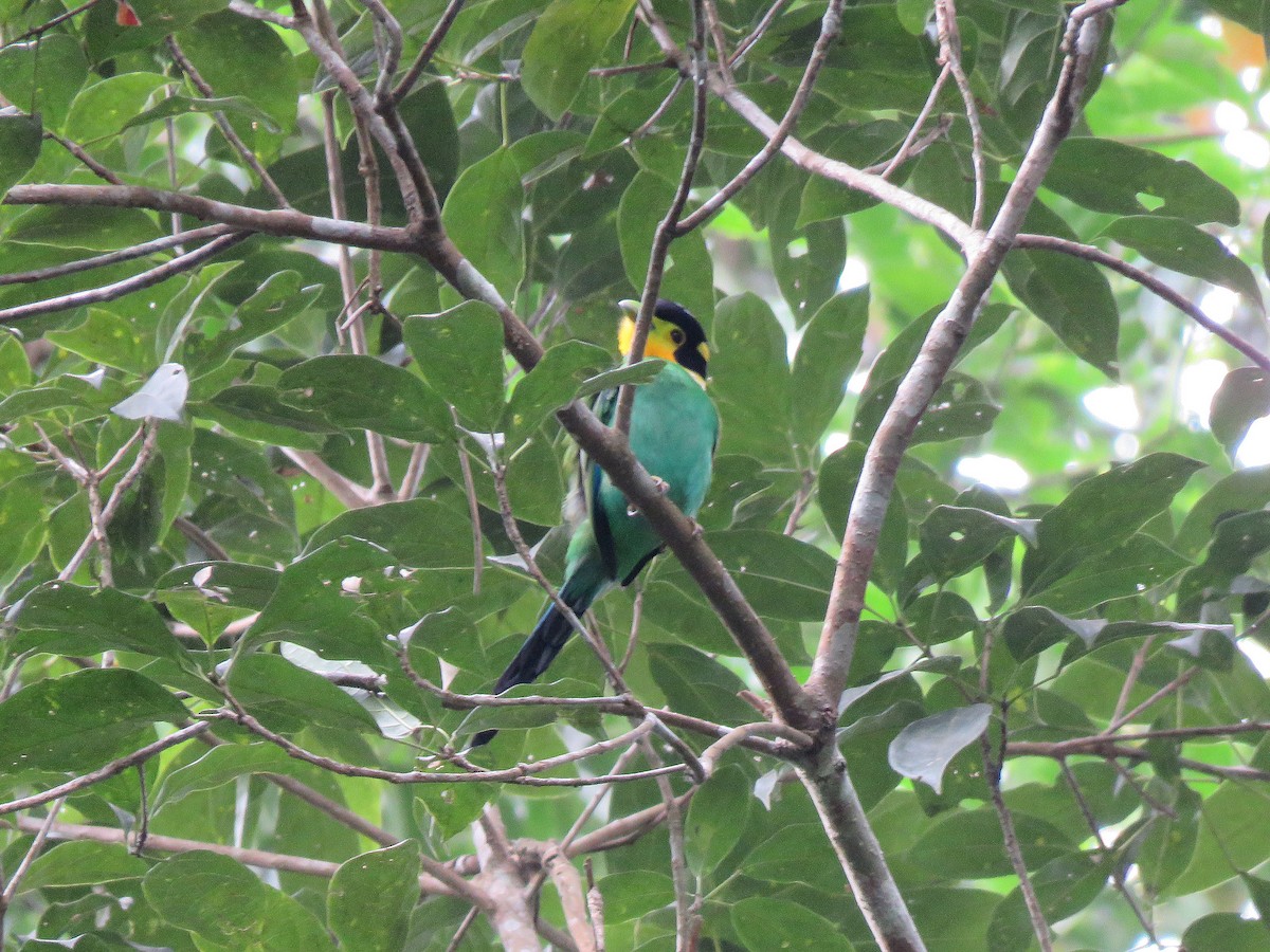 Long-tailed Broadbill - ML143611981