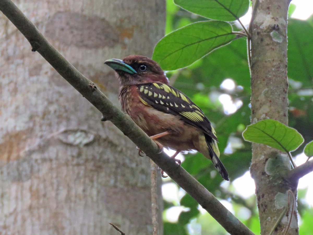 Banded Broadbill - ML143612021