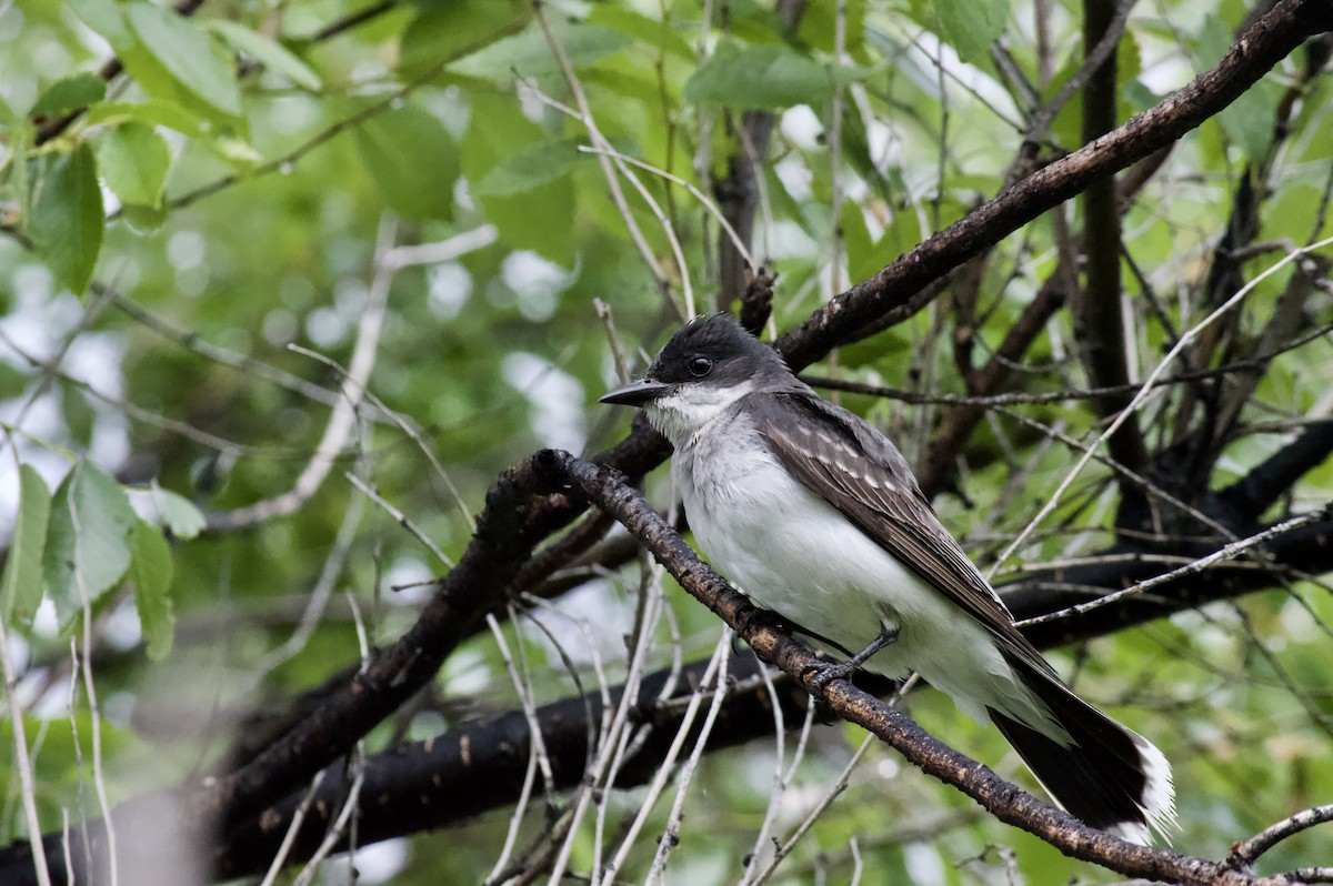 Eastern Kingbird - ML143612681