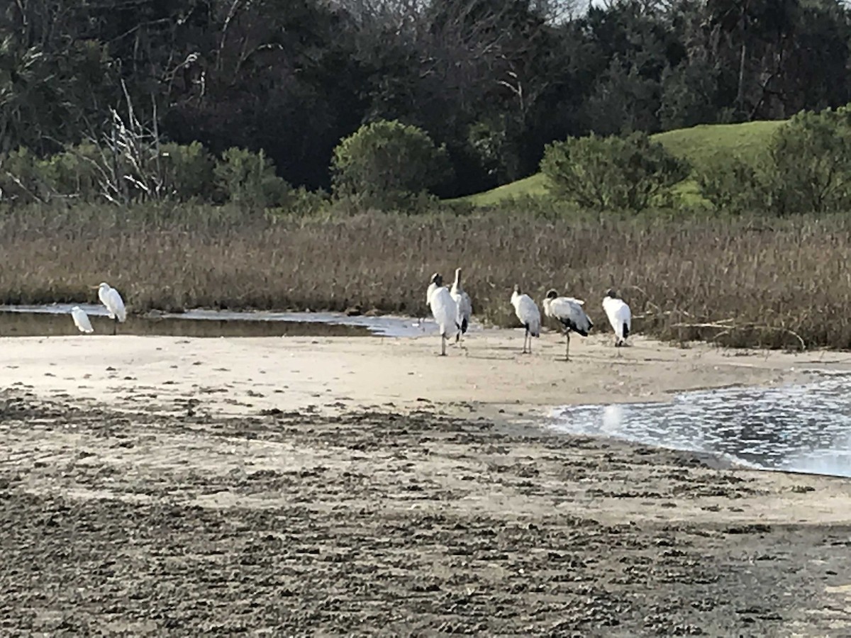 Wood Stork - ML143612951