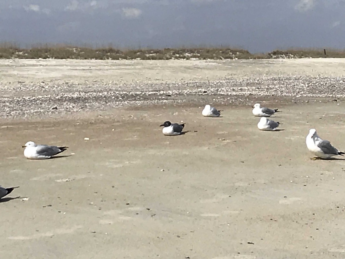 Laughing Gull - ML143614111