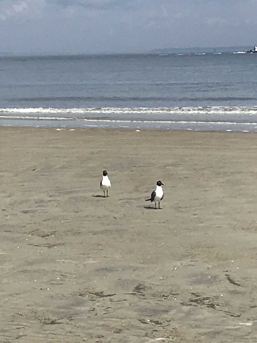 Gaviota Guanaguanare - ML143614141