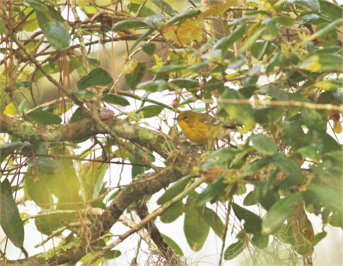 Pine Warbler - ML143614251