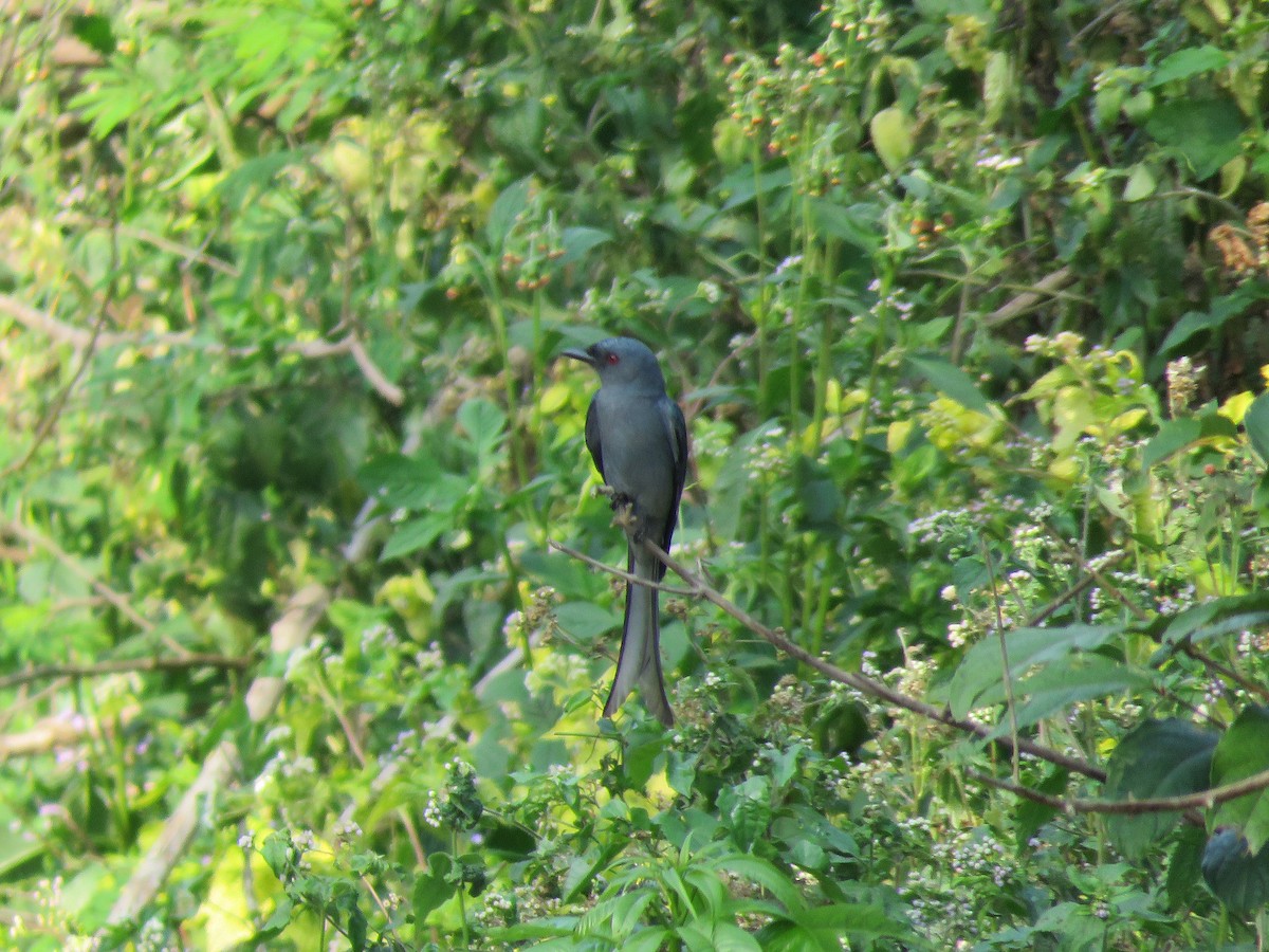 drongo kouřový - ML143616811