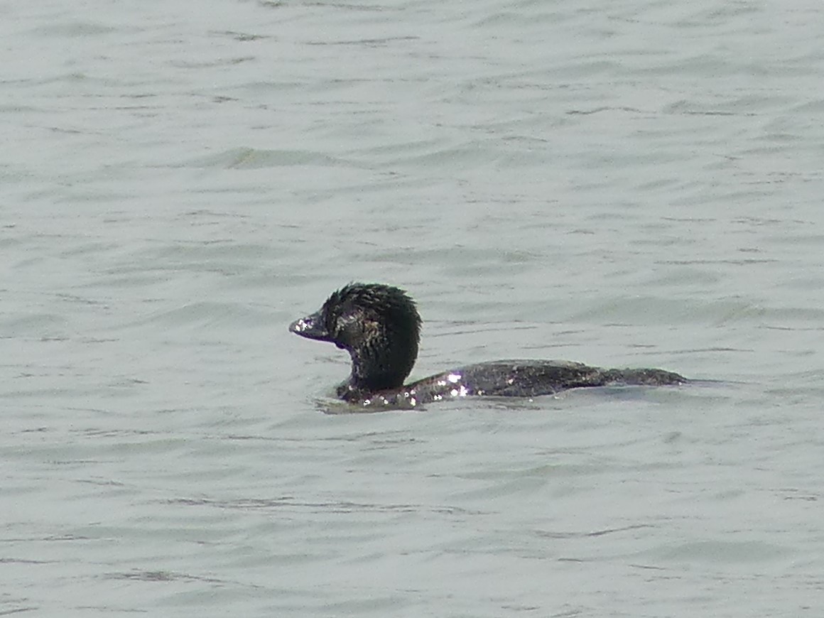 Musk Duck - ML143618101