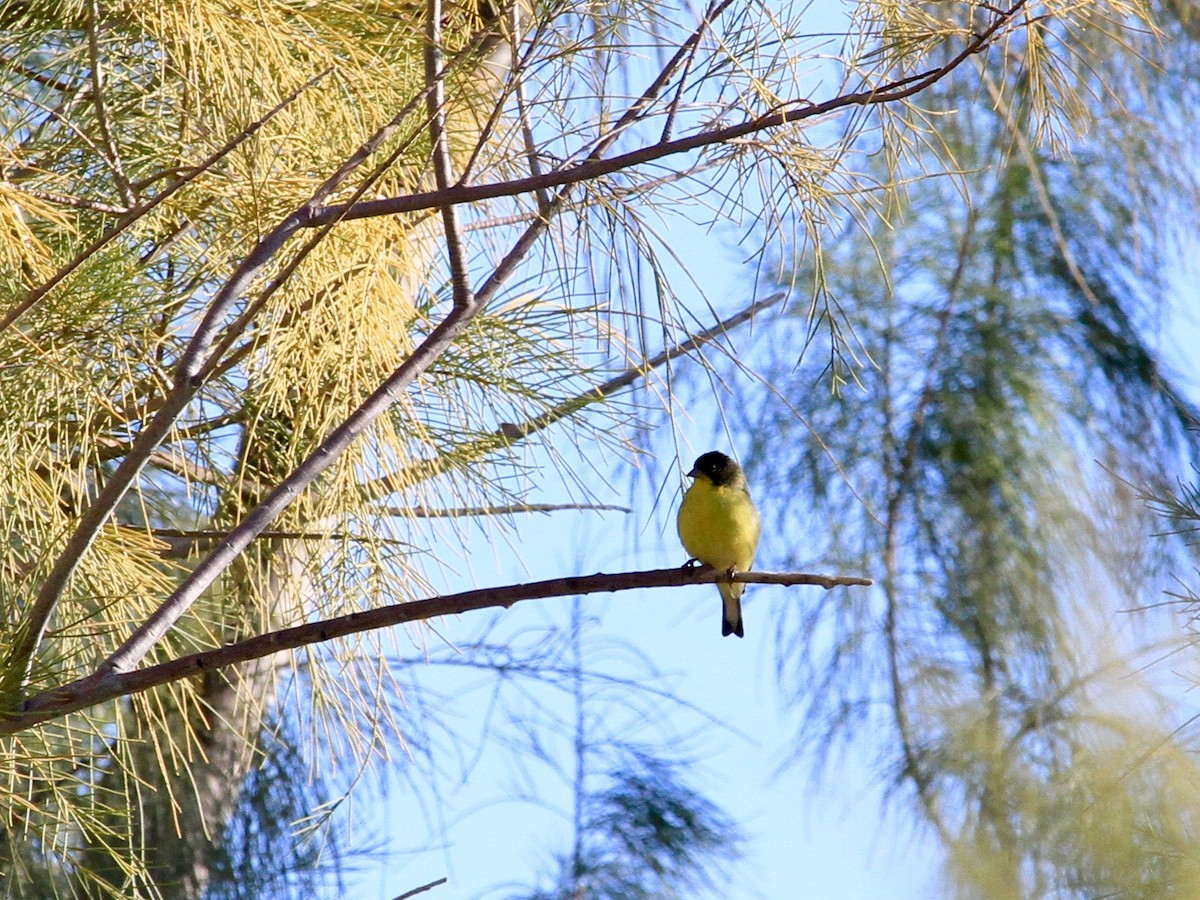 Lesser Goldfinch - ML143618361