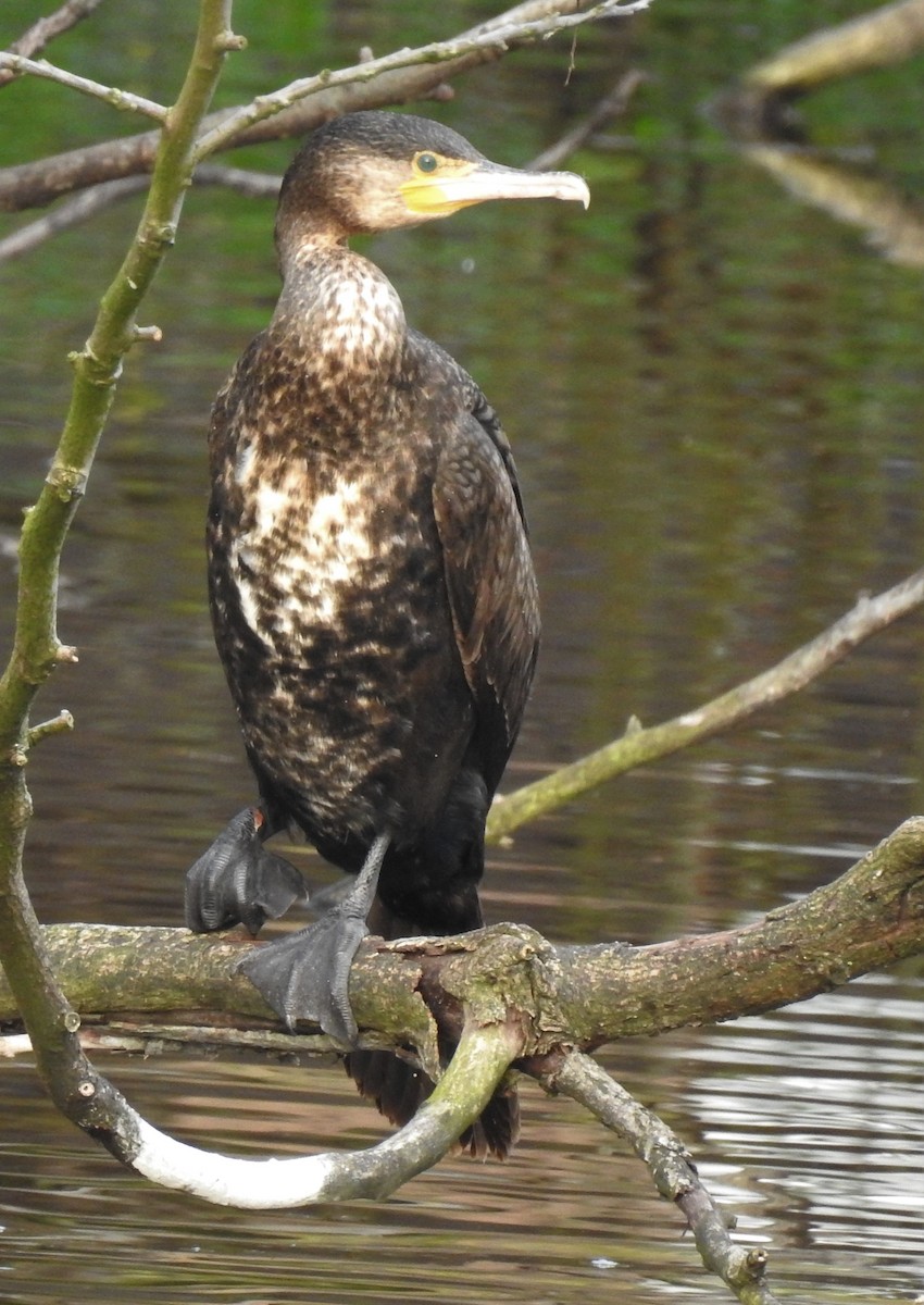 Great Cormorant (Eurasian) - ML143618461