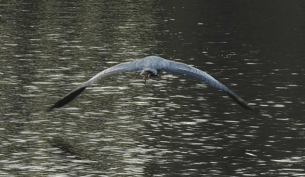 Gray Heron - ML143618501