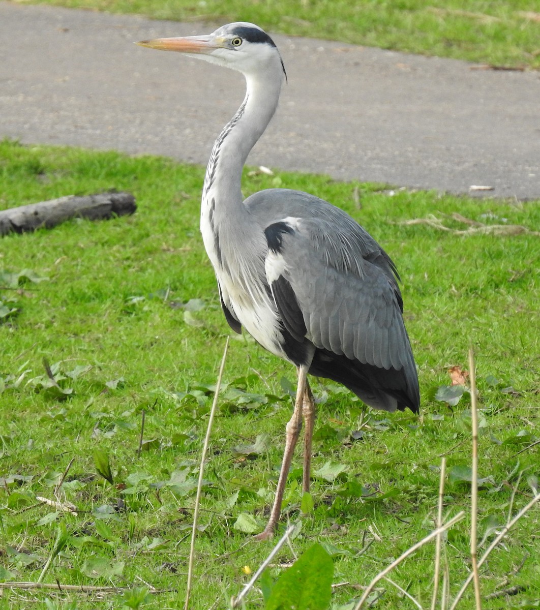 Gray Heron - ML143618511