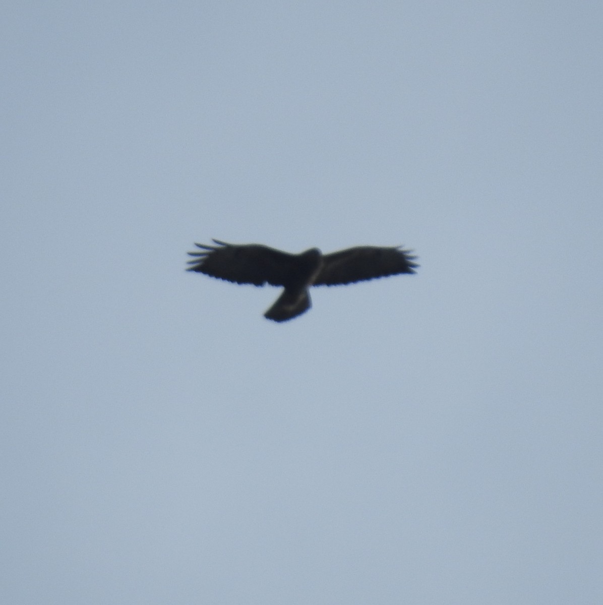 Common Buzzard - ML143618541