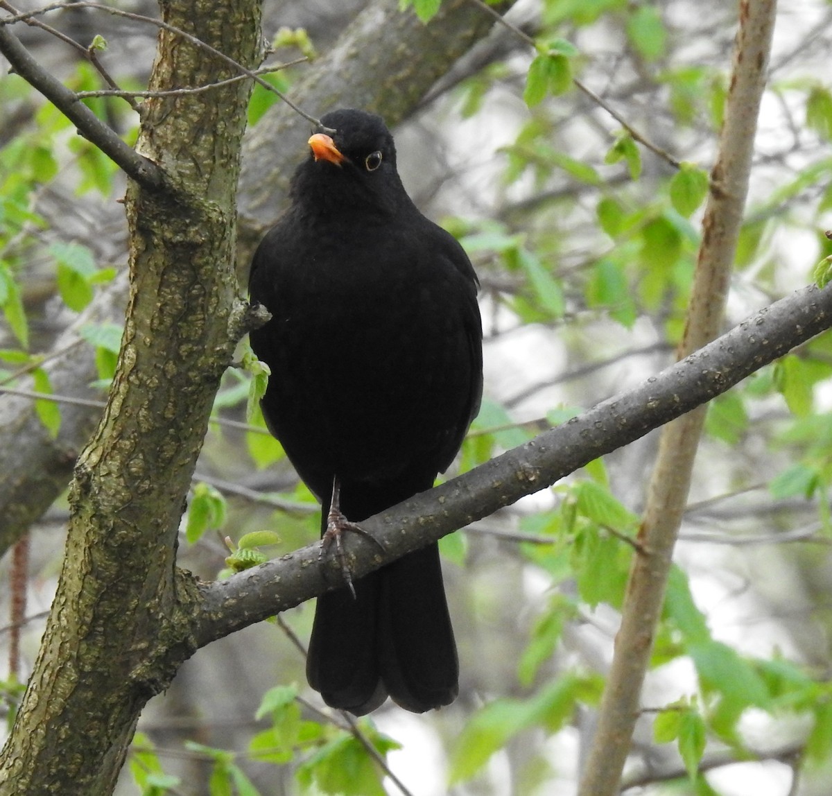 Eurasian Blackbird - ML143618721