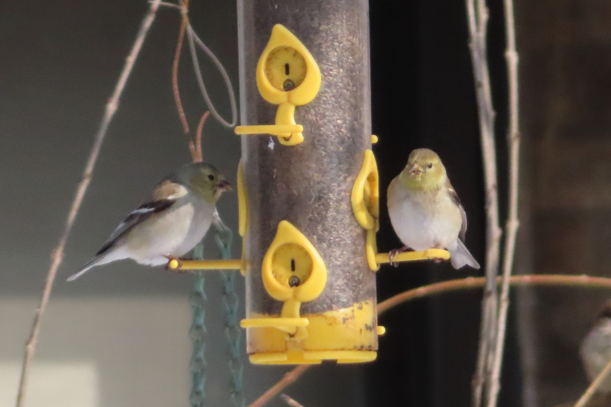 American Goldfinch - ML143620891