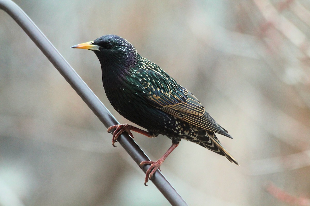 European Starling - Lorraine Lanning