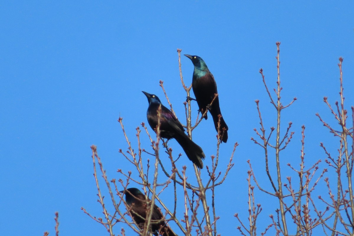 Common Grackle - ML143621151