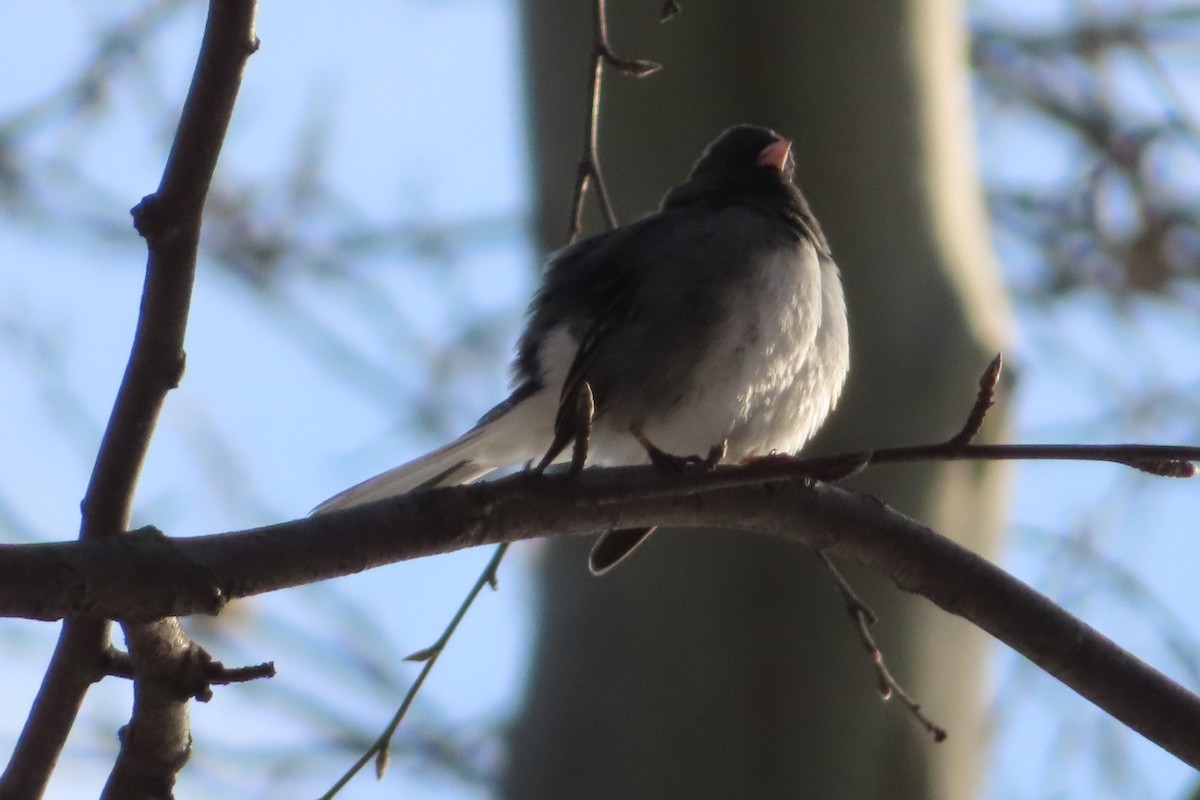 Junco ardoisé - ML143621531