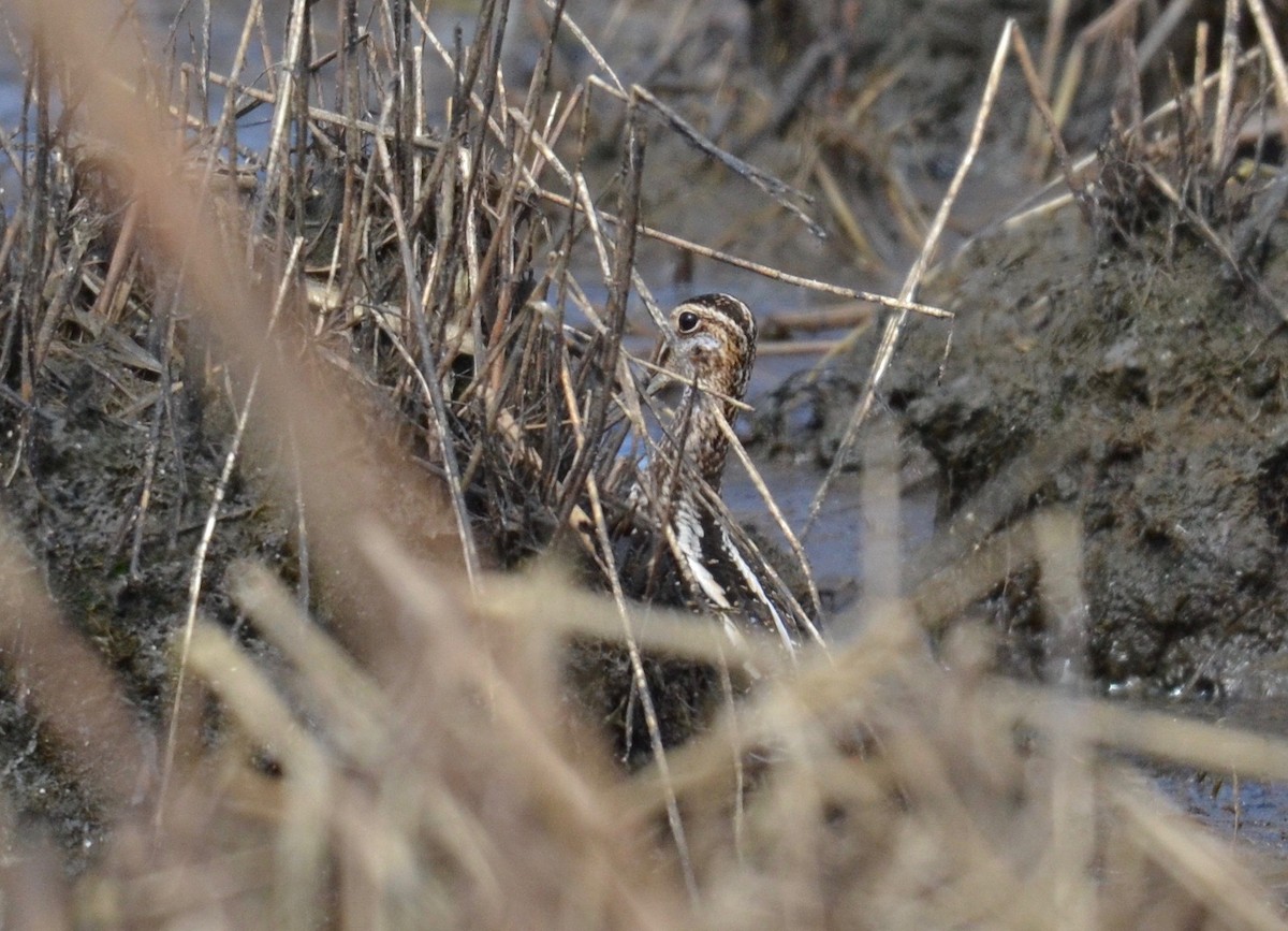 Wilson's Snipe - ML143621571