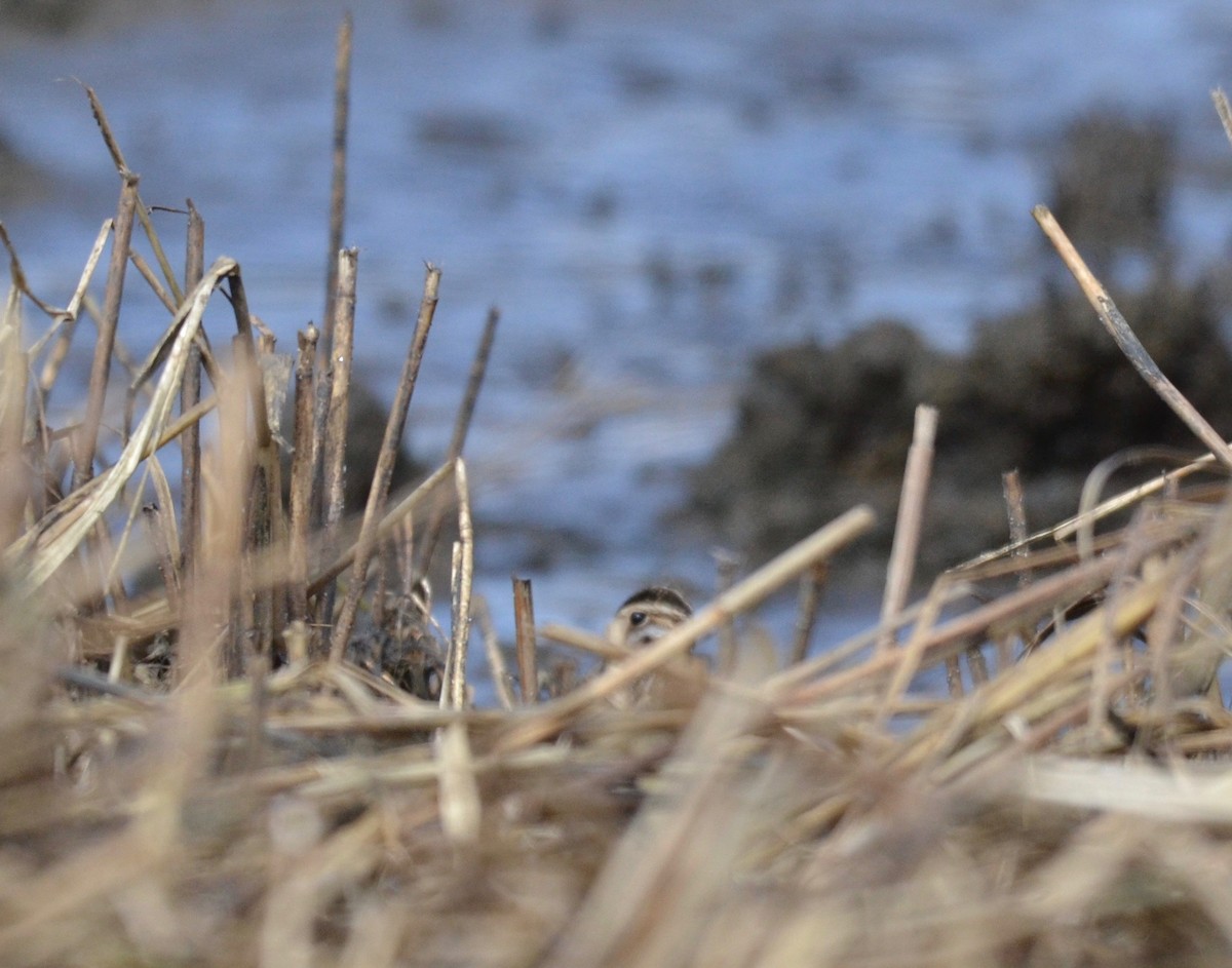 Wilson's Snipe - ML143621581