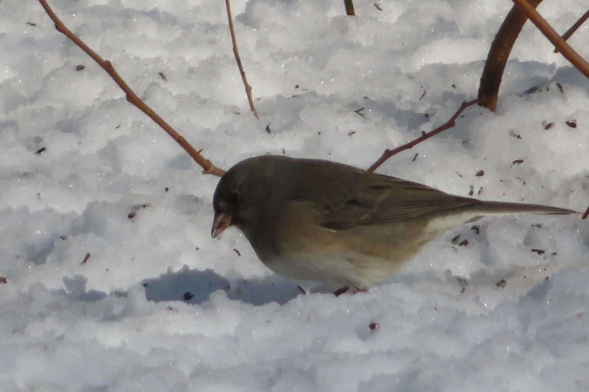 Junco ardoisé - ML143621621