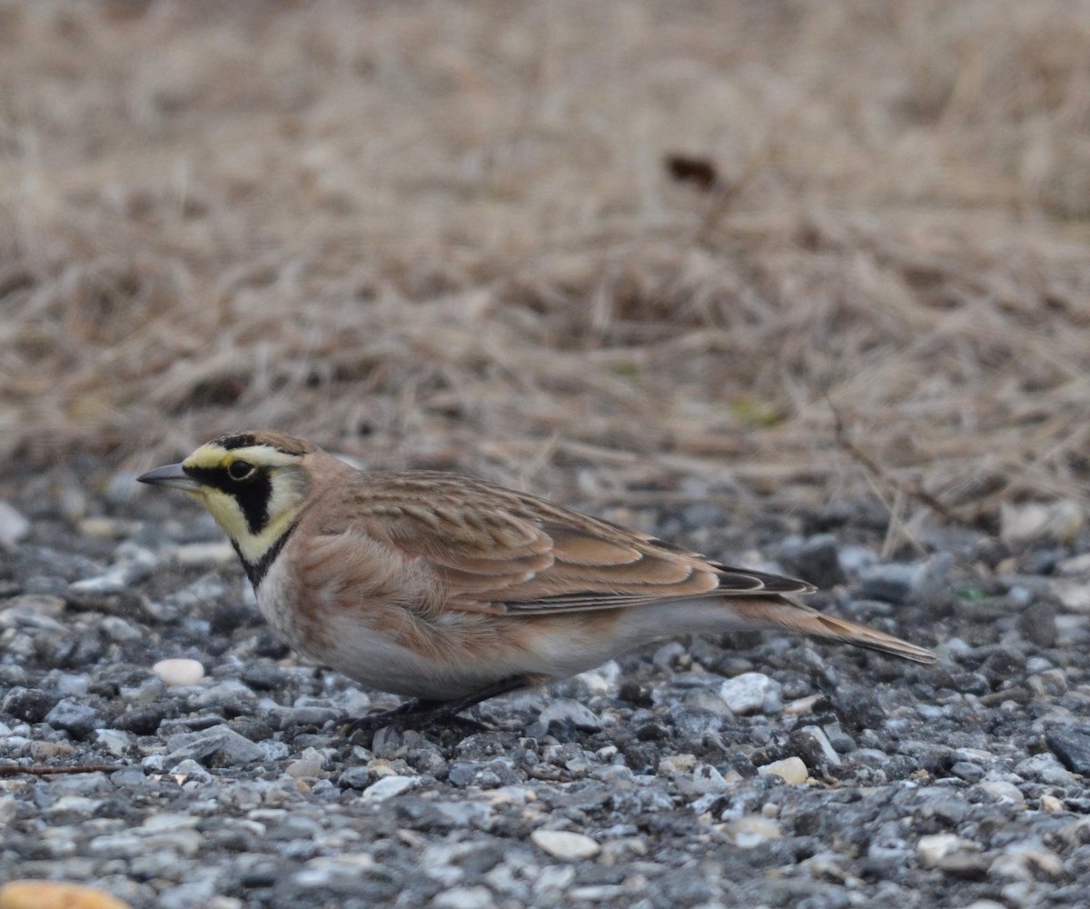 Horned Lark - ML143621731