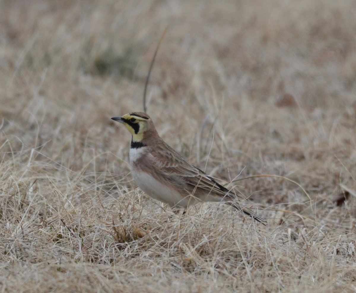 Horned Lark - ML143621751