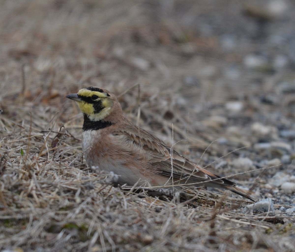 Horned Lark - ML143621771