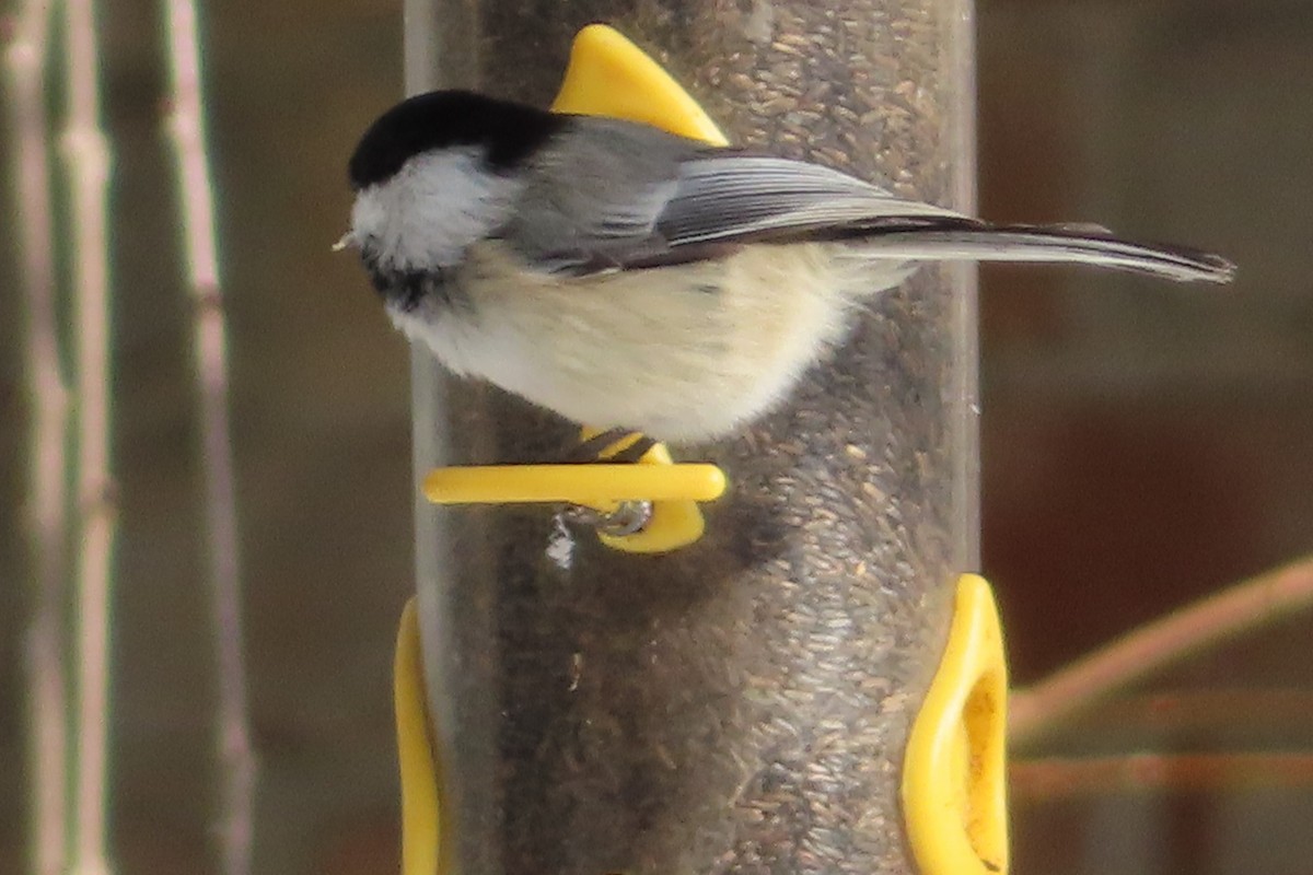 Black-capped Chickadee - ML143621891