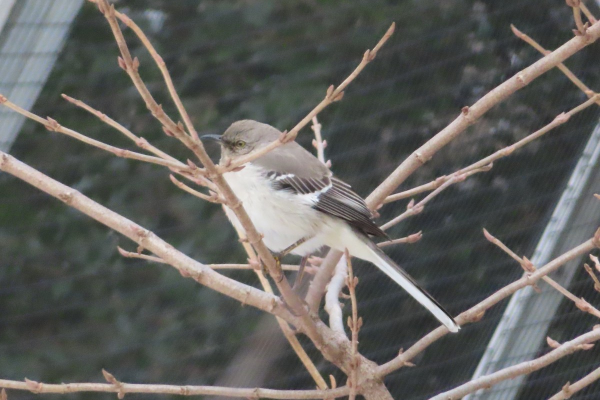 Northern Mockingbird - ML143622251