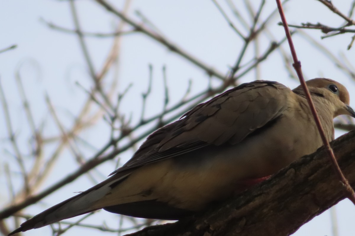 Mourning Dove - ML143622631