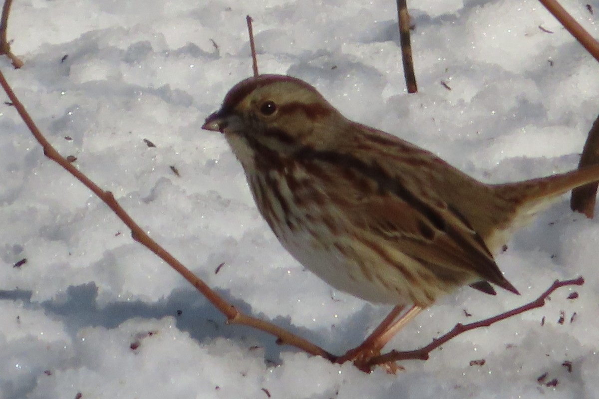 Song Sparrow - ML143622721