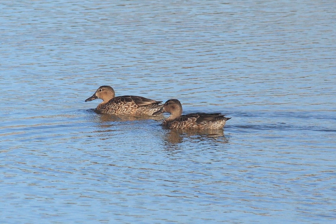 Blue-winged Teal - ML143622901