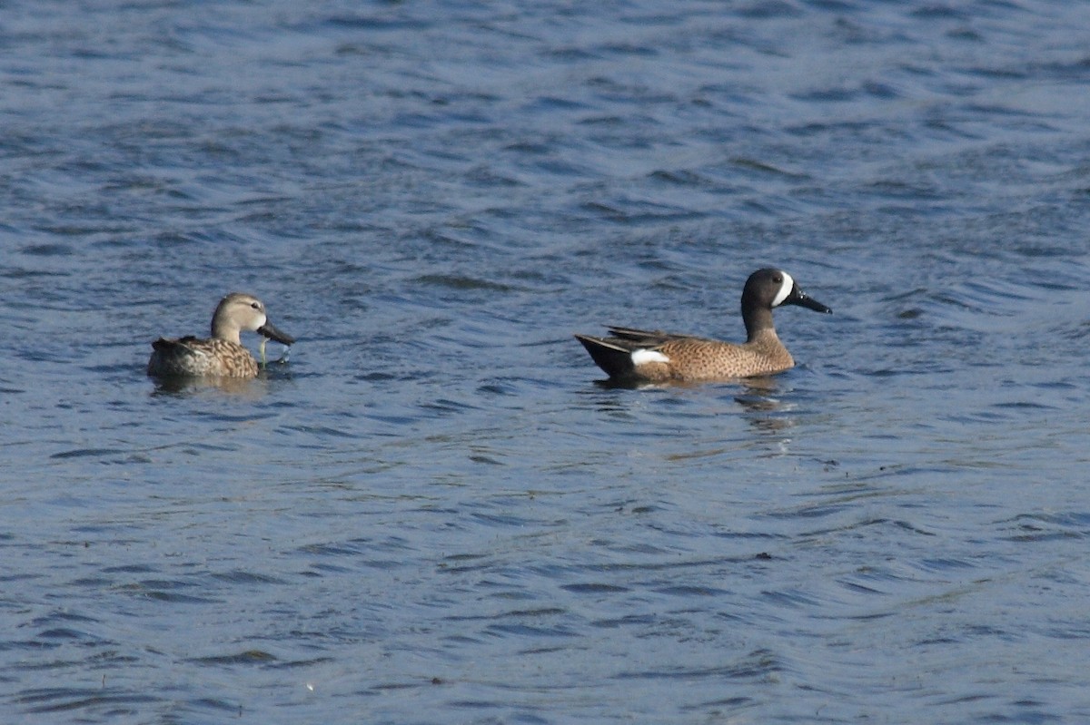 Blue-winged Teal - ML143623071