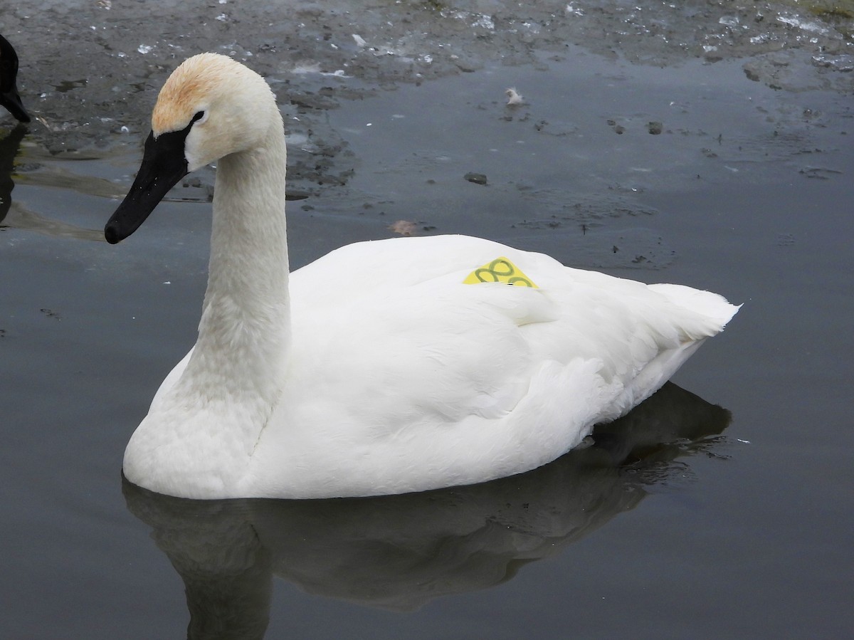 Trumpeter Swan - ML143624701