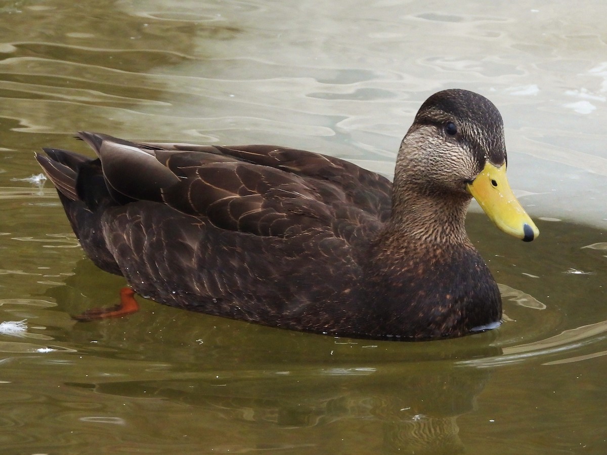 American Black Duck - ML143624831