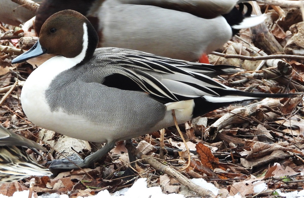 Northern Pintail - ML143624961