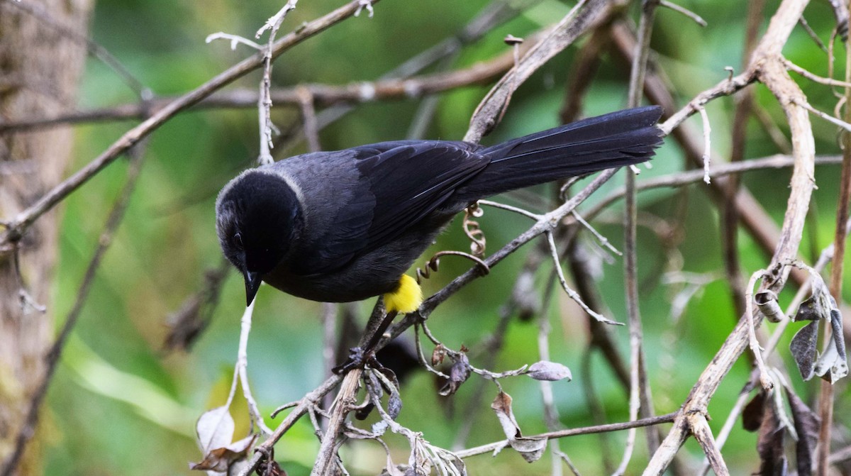 Yellow-thighed Brushfinch - ML143624991