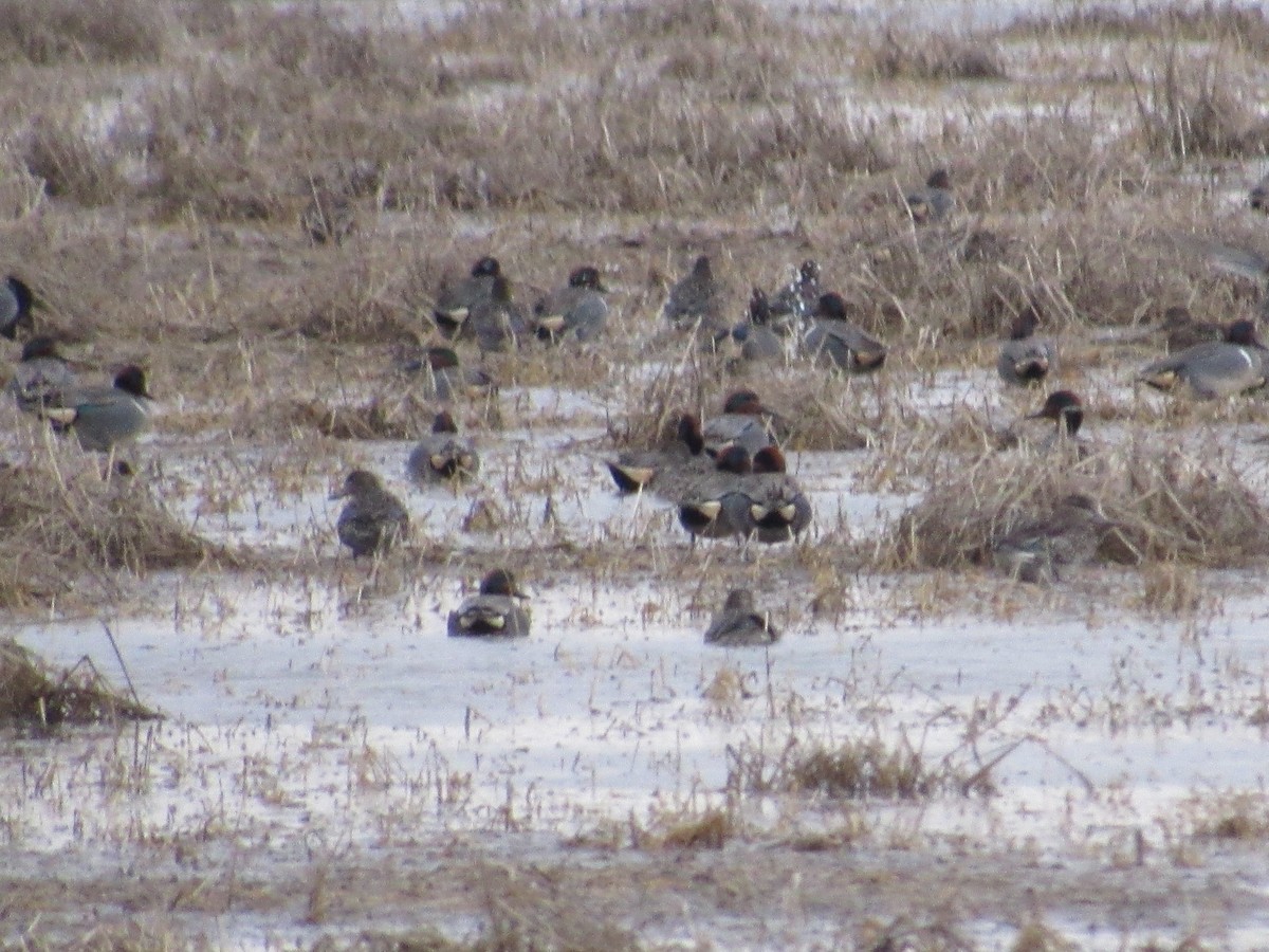 Green-winged Teal - ML143625251