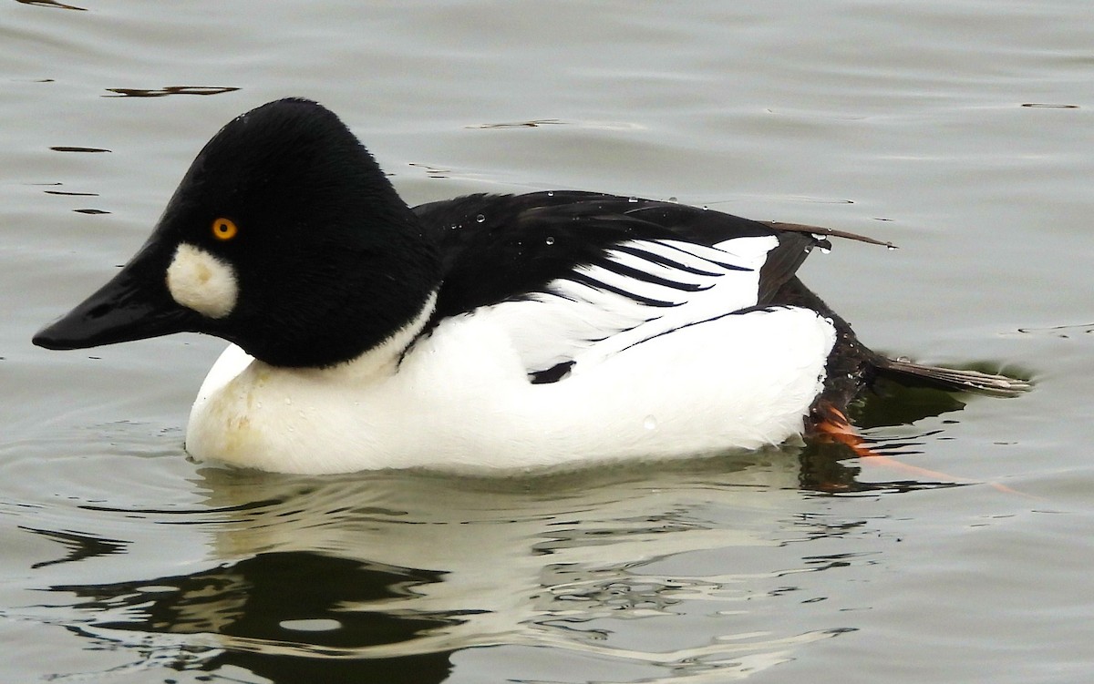 Common Goldeneye - ML143625581