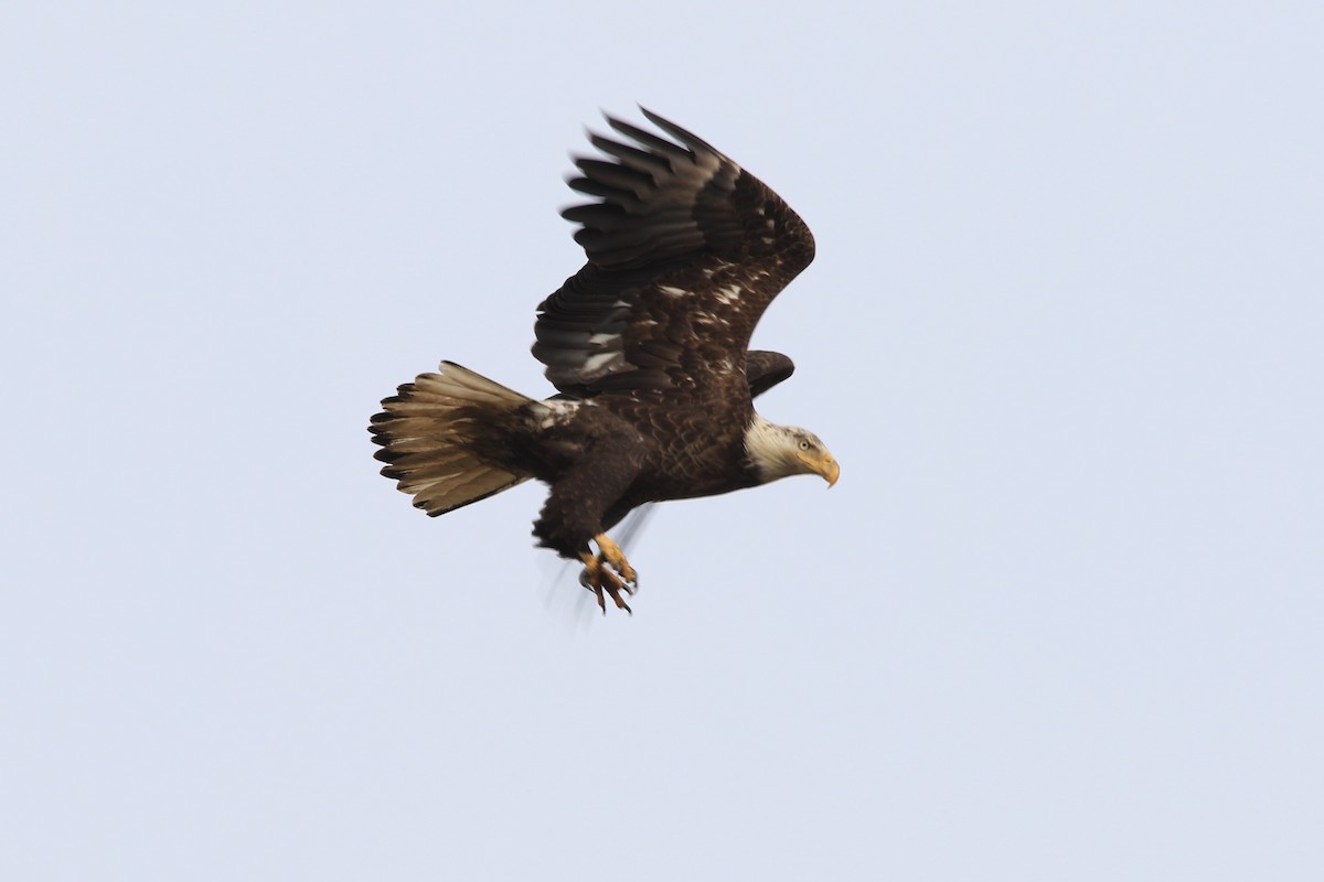 Bald Eagle - ML143627191