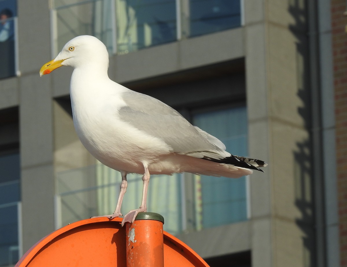 Herring Gull (European) - Dale Floer