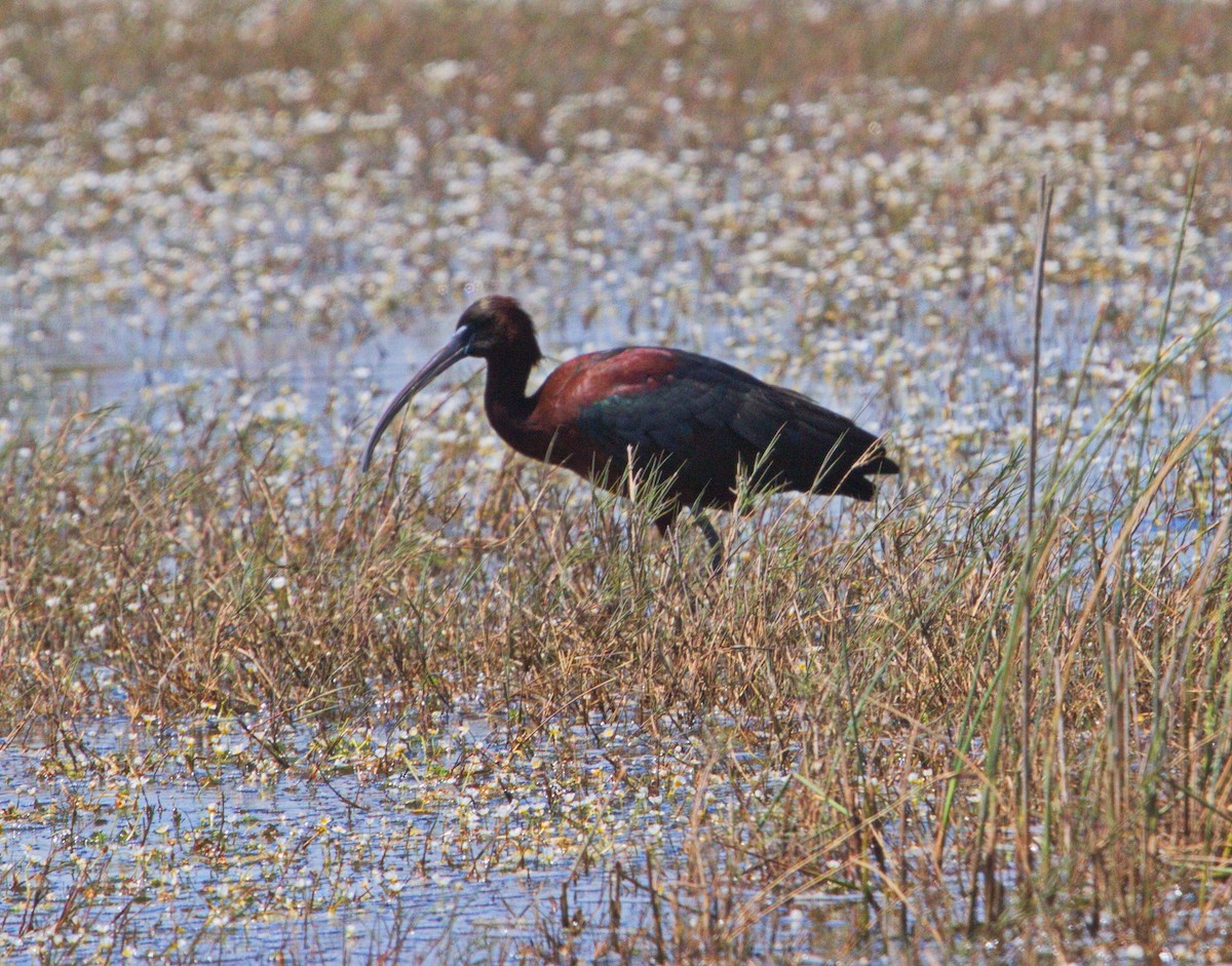 ibis hnědý - ML143630391