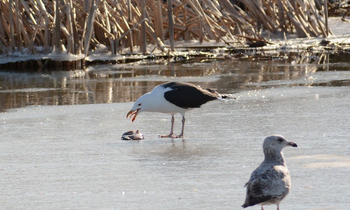 Great Black-backed Gull - Tom Frankel